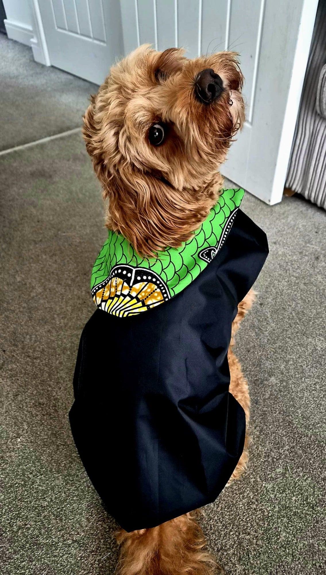 A small brown dog wearing a black raincoat with a bright green and black patterned collar.