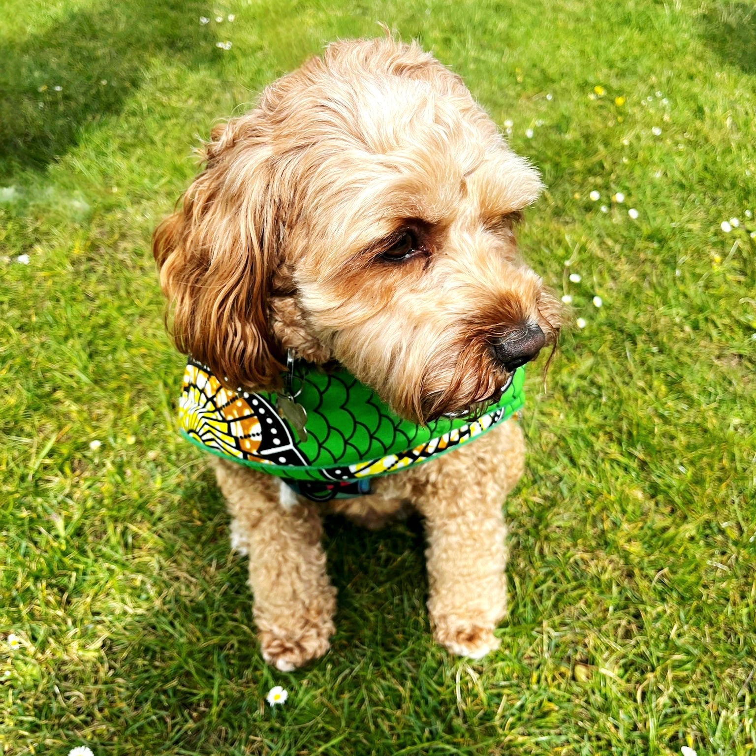 Dog wearing a green dog coat standing on grass