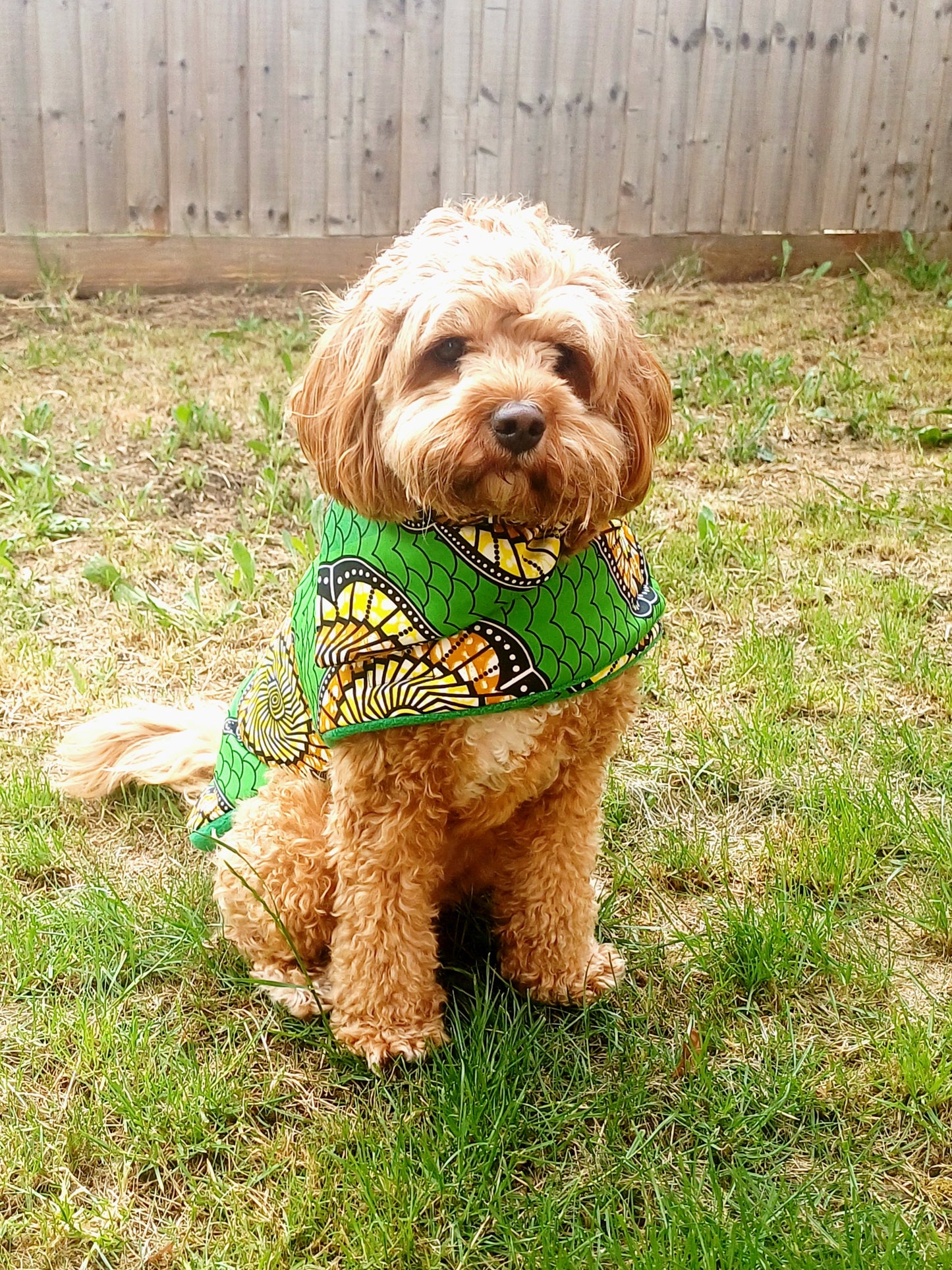 Dog wearing a green and black patterned dog coat sitting on grass.