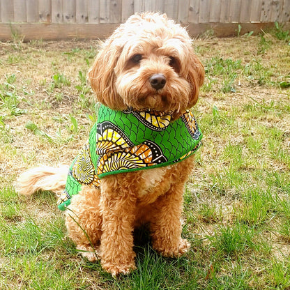 Dog wearing a green and black patterned dog coat sitting on grass.
