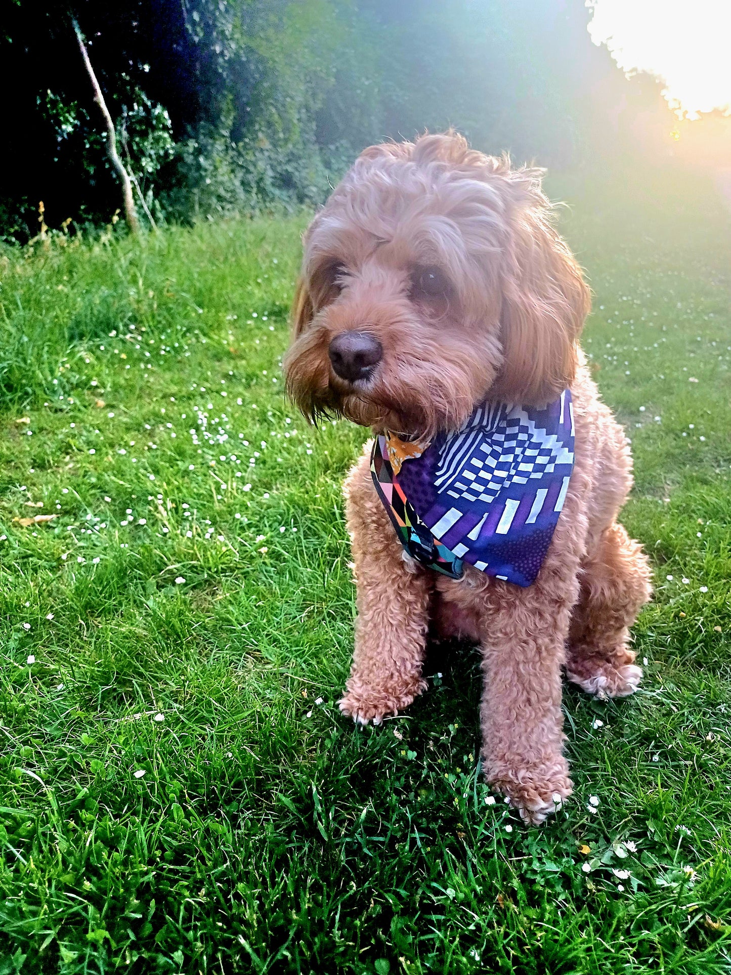 Dog wearing a bandana in a grassy field with sunlight