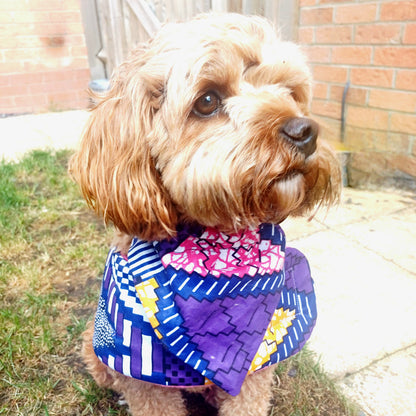 Dog wearing a colourful coat outdoors on a grassy area.