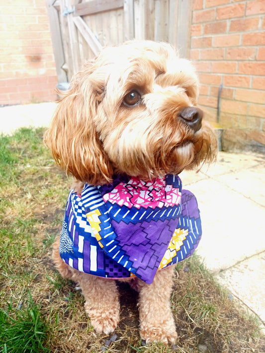 Dog wearing a colourful coat outdoors on a grassy area.