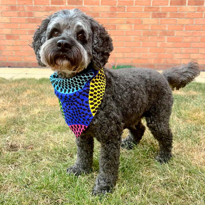A small gray dog standing on grass in front of a brick wall, wearing a bright multicolor knitted bandana with blue, yellow, pink, and black patterns.