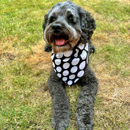 A small gray dog sitting on grass wearing a black bandana with large white polka dots.