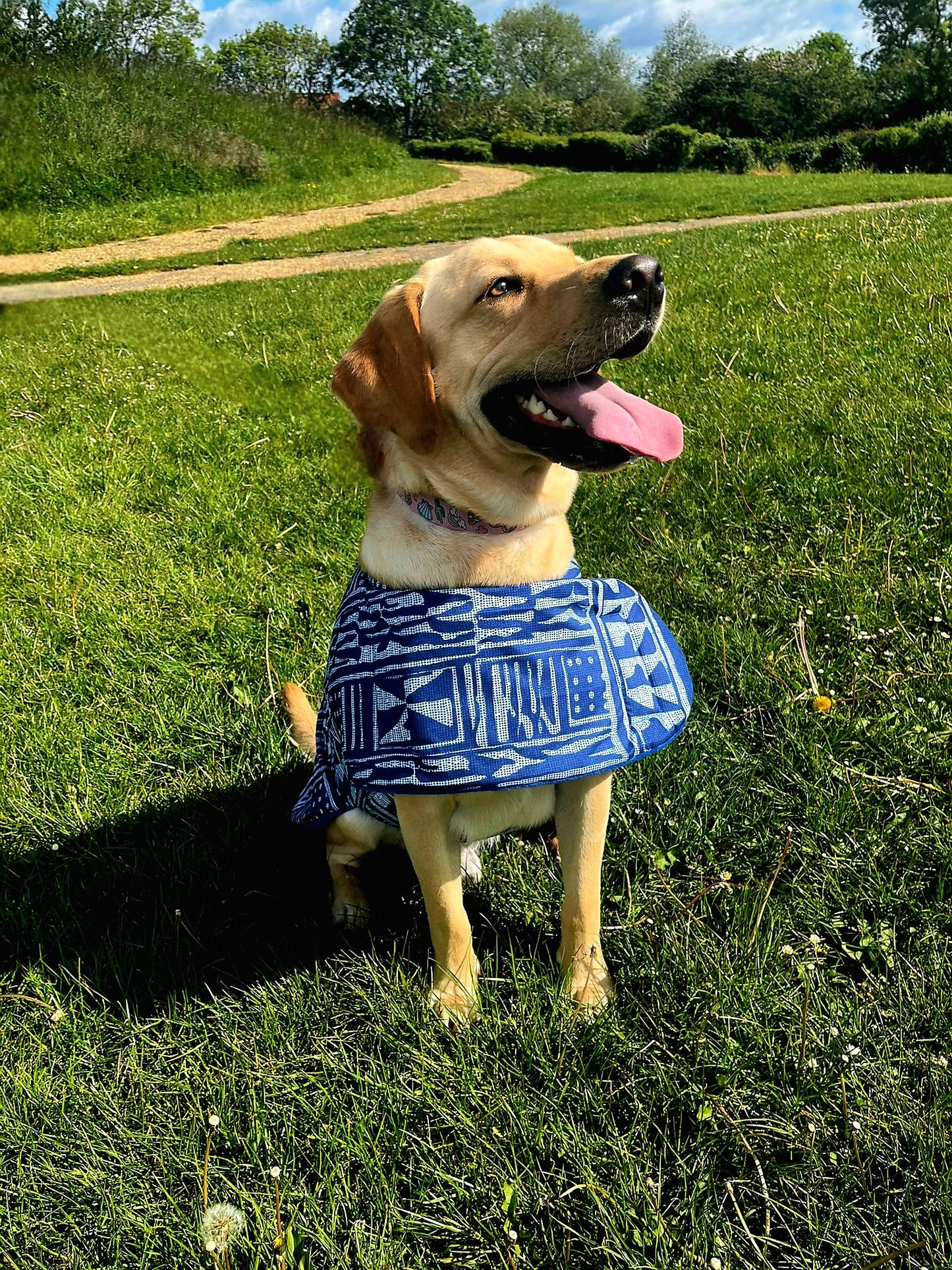 Oooh! Dog Coats! 100% Wax Cotton, Funky print, Handmade Dog Coat