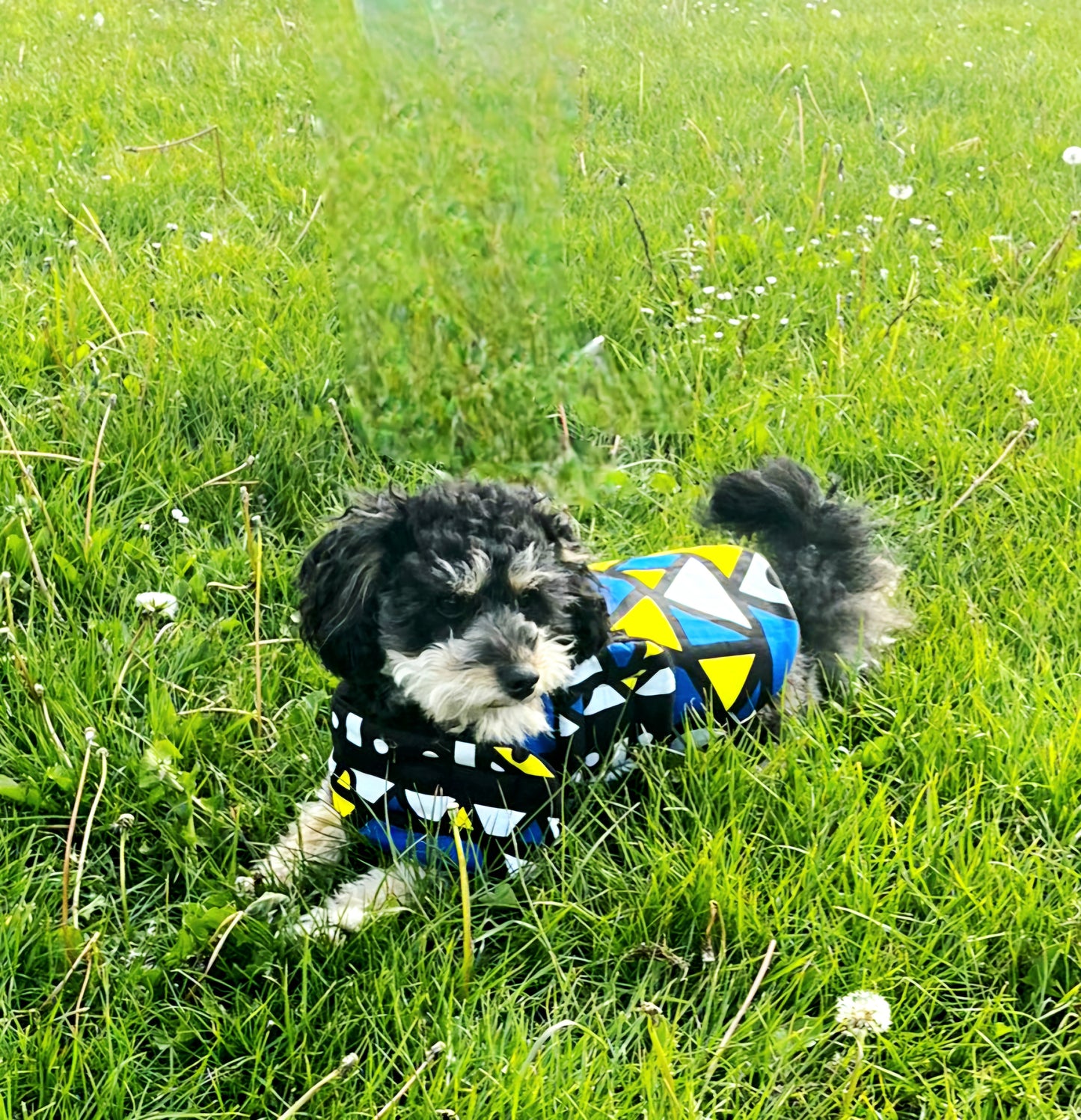Oooh! Dog Coats! 100% Wax Cotton, Funky print, Handmade Dog Coat