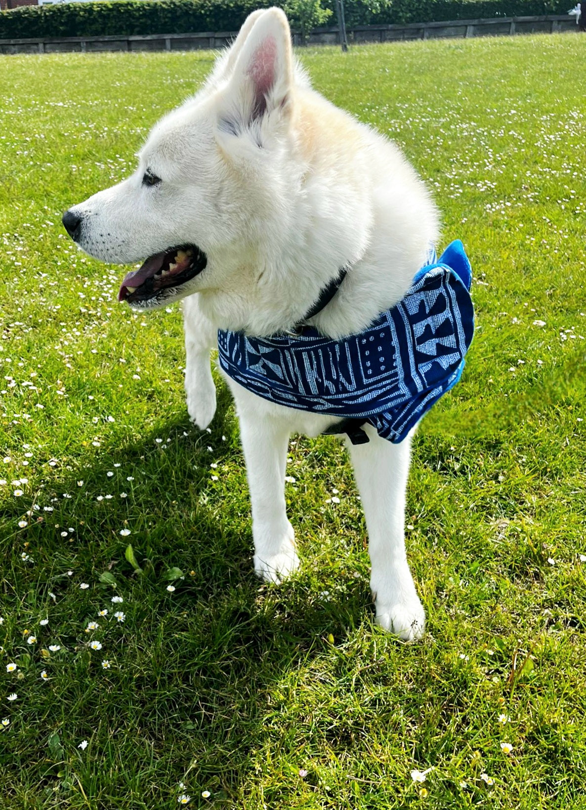 Oooh! Dog Coats! 100% Wax Cotton, Funky print, Handmade Dog Coat