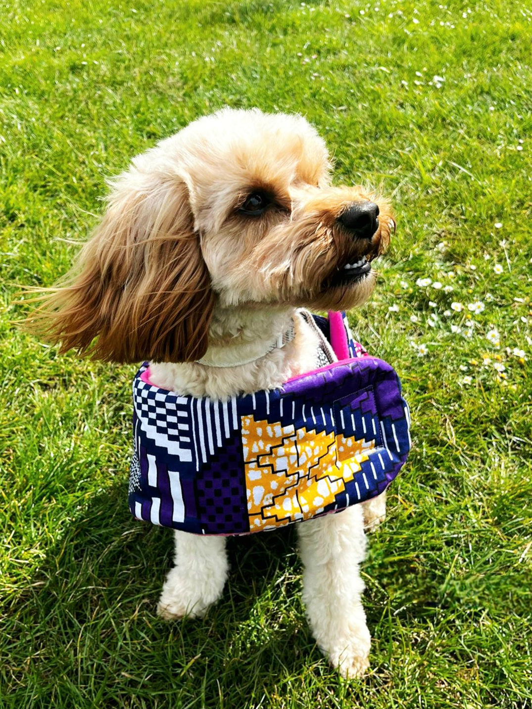 Oooh! Dog Coats! 100% Wax Cotton, Funky print, Handmade Dog Coat