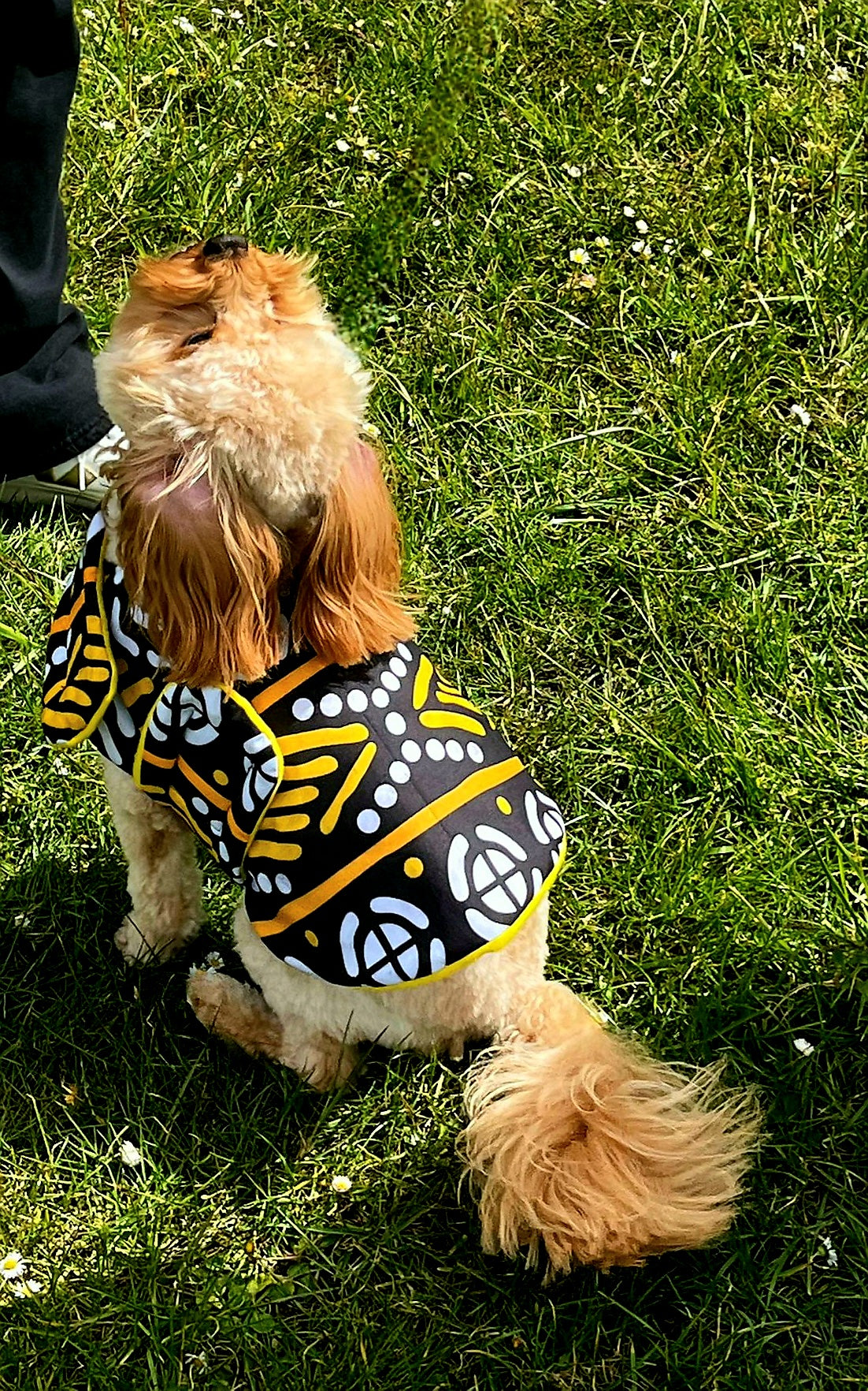 Oooh! Dog Coats! 100% Wax Cotton, Funky print, Handmade Dog Coat