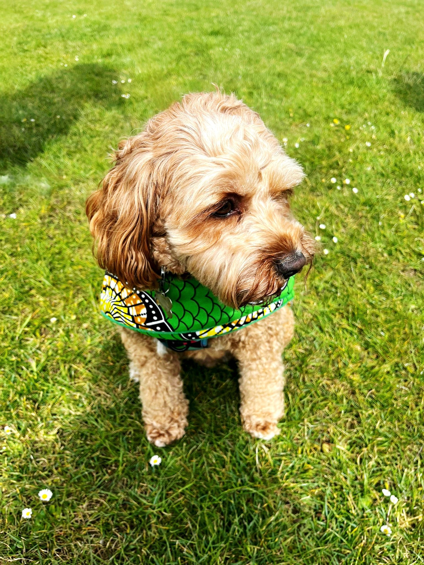 Oooh! Dog Coats! 100% Wax Cotton, Funky print, Handmade Dog Coat