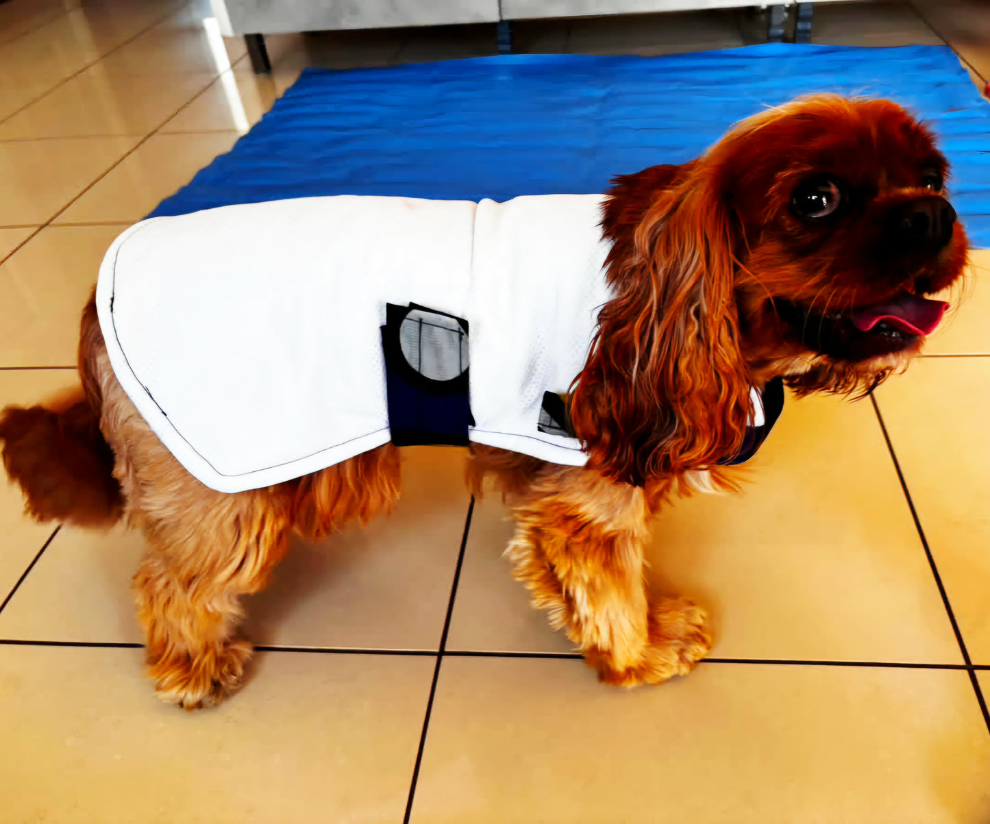 Oooh! Dog Coats! Funky Wax Print, Handmade Cool Cape