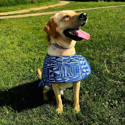 Dog wearing a blue patterned coat sitting on grass with a path and trees in the background