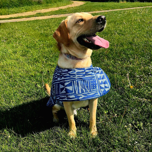 Dog wearing a blue patterned coat sitting on grass with a path and trees in the background