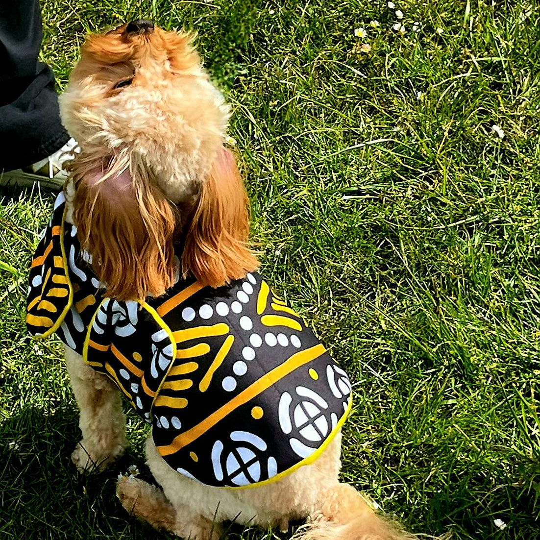 Dog wearing a black and yellow patterned dog coat on grass