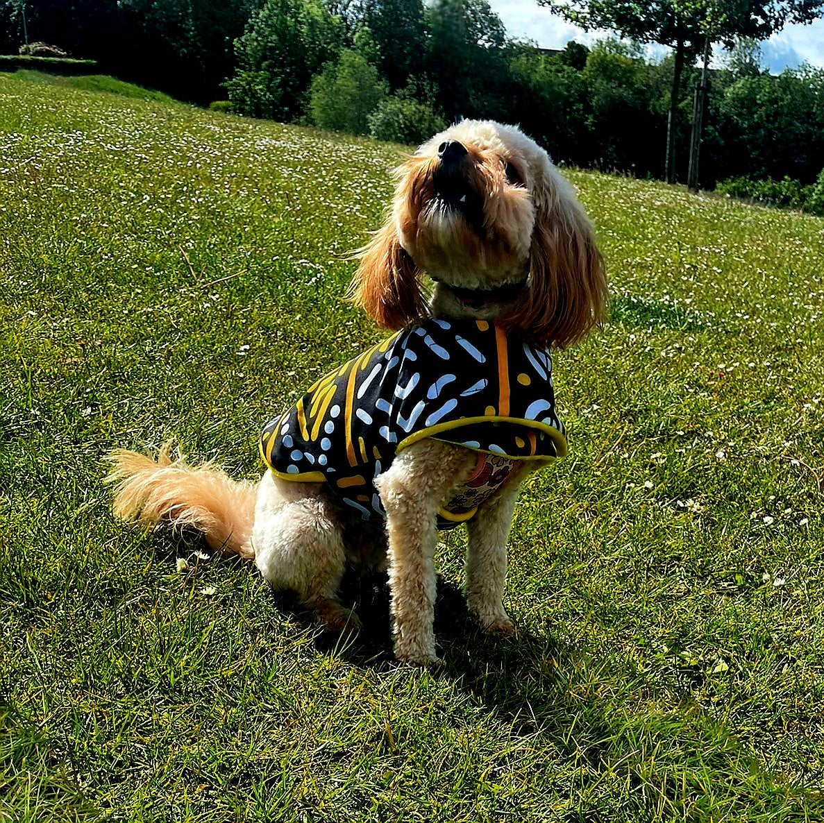 Dog wearing a dog coat in a grassy field with trees in the background