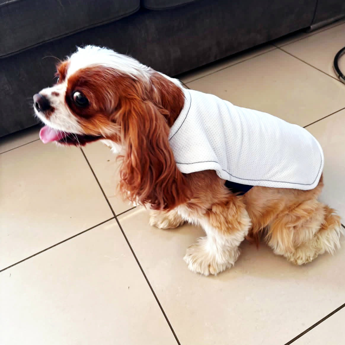 A small brown and white dog wearing a white mesh dog cooling coat, sitting on a beige tiled floor in front of a dark grey sofa.