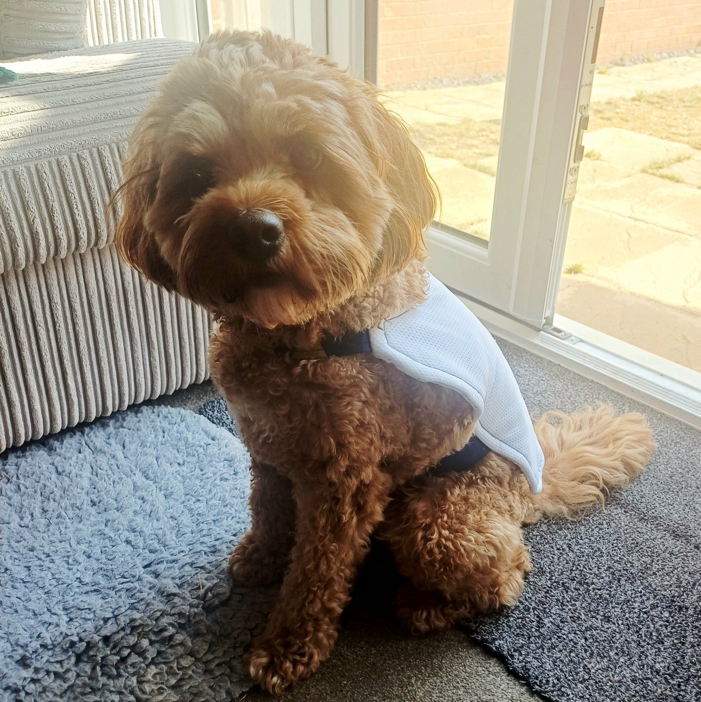 A small red Cavapoochon sitting indoors near a window, wearing a white pet cooling coat with dark trim.