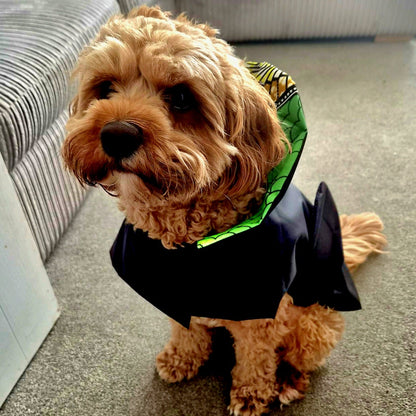 A small curly-haired dog wearing a black raincoat with a green patterned collar.