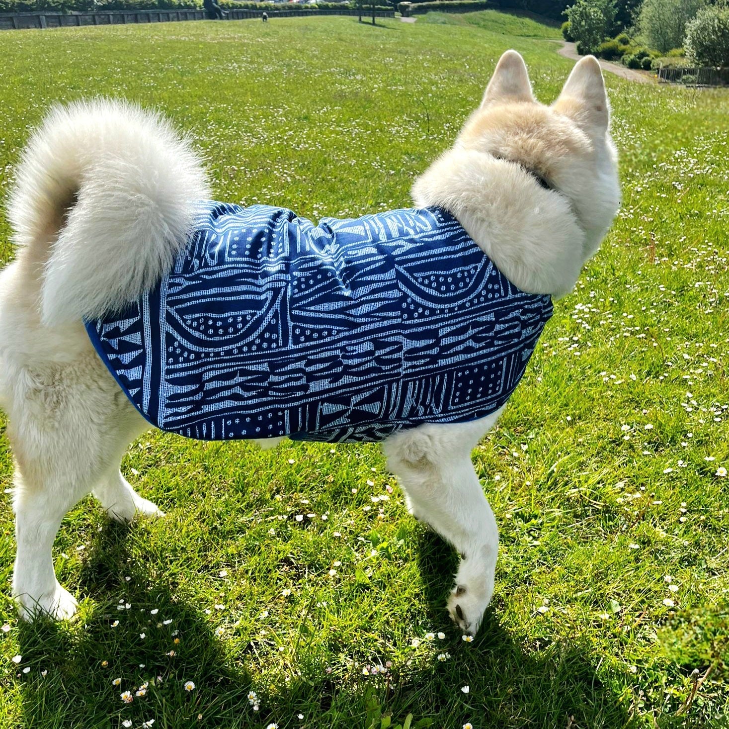 Dog wearing a blue patterned coat standing on grass