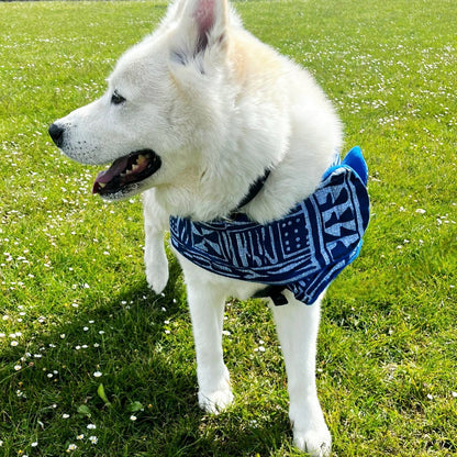 White dog wearing a blue patterned coat standing on grass