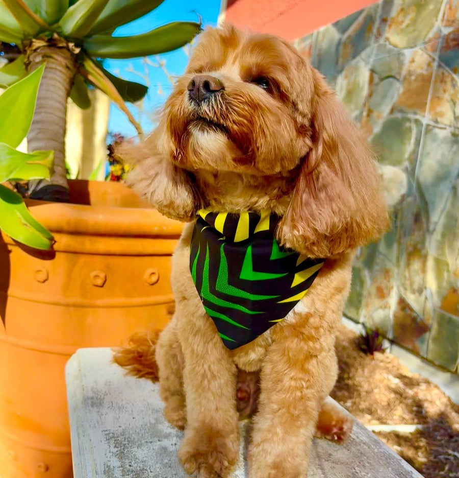 Chewie