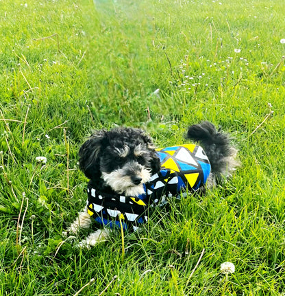 Small dog wearing a colourful dog coat in a grassy field