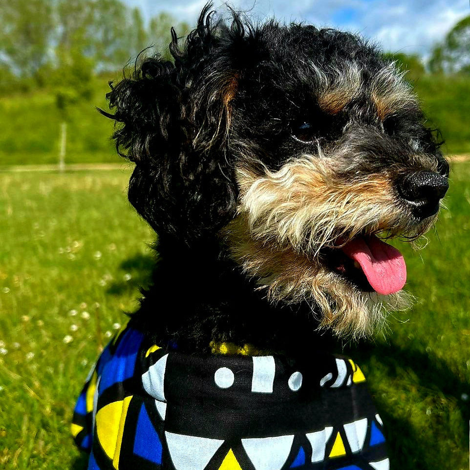 Dog wearing a colourful dog coat standing on grass with a blue sky in the background.