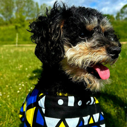 Dog wearing a colourful dog coat standing on grass with a blue sky in the background.